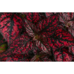 Punktblume 'Hippo', Verschiedene Sorten -Angebote Biohort Store 8824252 WE DE 001 HippoMixT12