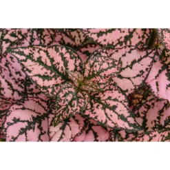 Punktblume 'Hippo', Verschiedene Sorten -Angebote Biohort Store 8824252 WE DE 002 HippoMixT12