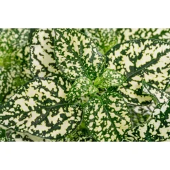 Punktblume 'Hippo', Verschiedene Sorten -Angebote Biohort Store 8824252 WE DE 003 HippoMixT12