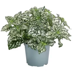 Punktblume 'Hippo', Verschiedene Sorten -Angebote Biohort Store 8824252 WE FS 003 HippoMixT12