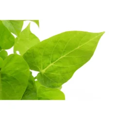 Süßkartoffel, Verschiedene Farben -Angebote Biohort Store 8824500 WE DE 001 IpromoeaT12