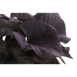 Süßkartoffel, Verschiedene Farben -Angebote Biohort Store 8824500 WE DE 002 SuesskartoffelT12