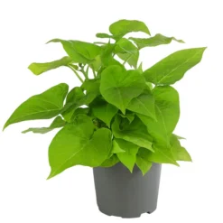 Süßkartoffel, Verschiedene Farben