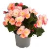 Begonie 'Cream Rose' 2 Begonie 'Cream Rose' -Angebote Biohort Store 8824542 WE FS 001 HaengebegonieCreamRose