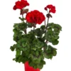 Stehende Geranie 'Tumbao®' -Angebote Biohort Store 8825002 WE FS 001 GeranieTumbaoT13P