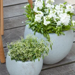 Zauberschnee 'Diamond Frost' 11 Zauberschnee 'Diamond Frost' -Angebote Biohort Store 8826083 8823155 PR MO 001 LevkojeMatthiolaEuphorbiaDiamondFrostZauberschneeOlafSzcepaniak