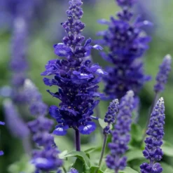 Mehlsalbei -Angebote Biohort Store 8826190 PR DE 001 SalviaFarinaceaMehlsalbeiLucknerJuni2015