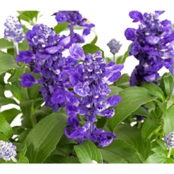 Mehlsalbei -Angebote Biohort Store 8826190 PR DE 001 SalviafarinaceaeT12TDehnerExpressHerzig