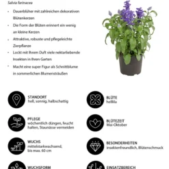 Mehlsalbei -Angebote Biohort Store 8826190 WE IG 001 SalviafarinaceaeT12DehnerExpressHerzig
