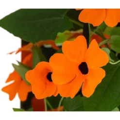 Schwarzäugige Susanne -Angebote Biohort Store 8826505 WE DE 005 ThunbergiaOrangeT13