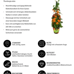 Schwarzäugige Susanne -Angebote Biohort Store 8826505 WE IG 001 ThunbergiaOrangeT13