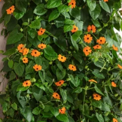 Schwarzäugige Susanne -Angebote Biohort Store 8826505 WE MO 001 ThunbergiaAlataSchwarzaeugigeSusanneT13