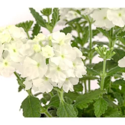 Eisenkraut, Verschiedene Farben -Angebote Biohort Store 8826828 PR DE 001 VerbenaEisenkrautMixT13DehnerExpressHerzig