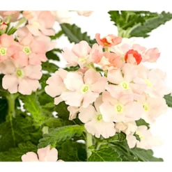 Eisenkraut, Verschiedene Farben -Angebote Biohort Store 8826828 PR DE 002 VerbenaEisenkrautMixT13DehnerExpressHerzig