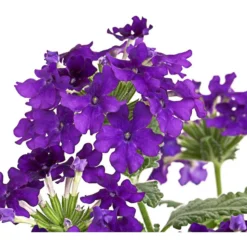 Eisenkraut, Verschiedene Farben -Angebote Biohort Store 8826828 PR DE 003 VerbenaEisenkrautMixT13DehnerExpressHerzig