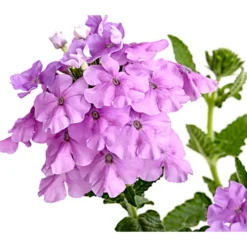 Eisenkraut, Verschiedene Farben -Angebote Biohort Store 8826828 PR DE 004 VerbenaEisenkrautMixT13DehnerExpressHerzig