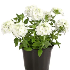 Eisenkraut, Verschiedene Farben -Angebote Biohort Store 8826828 PR FS 001 VerbenaEisenkrautMixT13DehnerExpressHerzig