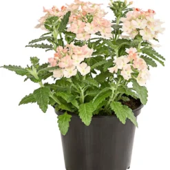 Eisenkraut, Verschiedene Farben -Angebote Biohort Store 8826828 PR FS 002 VerbenaEisenkrautMixT13DehnerExpressHerzig