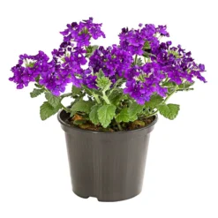 Eisenkraut, Verschiedene Farben -Angebote Biohort Store 8826828 PR FS 003 VerbenaEisenkrautMixT13DehnerExpressHerzig