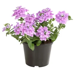 Eisenkraut, Verschiedene Farben -Angebote Biohort Store 8826828 PR FS 004 VerbenaEisenkrautMixT13DehnerExpressHerzig