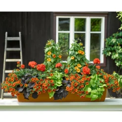 Minihängepetunie, Orange -Angebote Biohort Store 8826869 8826505 8813206 8816837 8824500 PR MO 001 ThunbergiaPelargonieIpomoeaCalibrachoaBalkonkastenRenner