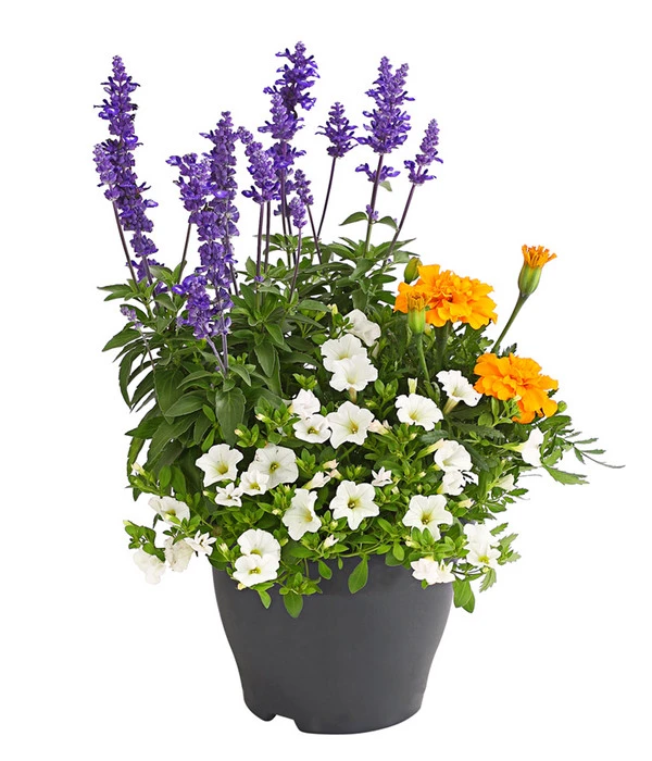 Pflanzen-Trio Sonnenglück