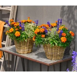 Pflanzen-Trio Sonnenglück -Angebote Biohort Store 8827131 WE MO 002 SommermixT17