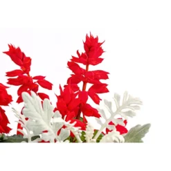 Pflanzen-Duo Feuersalbei Und Silberblatt 5 Pflanzen-Duo Feuersalbei Und Silberblatt -Angebote Biohort Store 8827545 PR DE 001 SaviaSenecioMixT13DehnerExpressHerzig