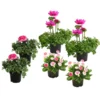 Beet- & Balkonpflanzen-Set Rosa Frühling, 6-teilig -Angebote Biohort Store 8827982 WE FS 001 BeetBalkonsetRosa