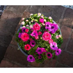 Beet- & Balkonpflanzen-Set Rosa Frühling, 6-teilig -Angebote Biohort Store 8827982 WE MO 001 BBSetFruehjahrRosa