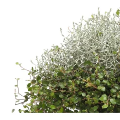 Mueca - Gitterkraut Und Mühlenbeckia -Angebote Biohort Store 8829772 PR DE 0001 GitterkrautMuecaMuehlenbeckiaDehnerHerzig