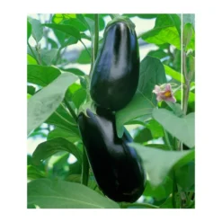Dehner Gourmet Garten Aubergine, Veredelt 9 Dehner Gourmet Garten Aubergine, Veredelt -Angebote Biohort Store 8830051 BildFS 001 AubergineCarmenGgAubergineCarmen