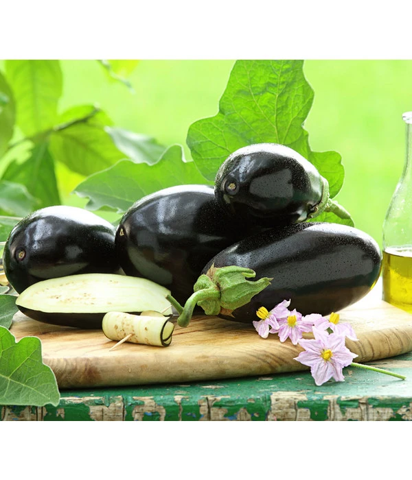 Dehner Gourmet Garten Aubergine, Veredelt 3 Dehner Gourmet Garten Aubergine, Veredelt