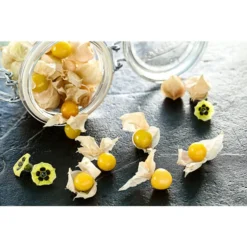 Dehner Ananaskirsche Physalis -Angebote Biohort Store 8830069 PR MO 001 PhysalisAnanaskirsche