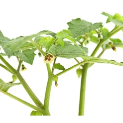 Dehner Ananaskirsche Physalis -Angebote Biohort Store 8830069 WE DE 001 AnanaskirschePhysalisPhysalisPreciosaT12DehnerExpressHerzig