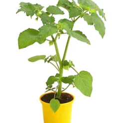 Dehner Ananaskirsche Physalis -Angebote Biohort Store 8830069 WE FS 001 AnanaskirschePhysalisPhysalisPreciosaT12DehnerExpressHerzig