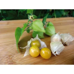Dehner Ananaskirsche Physalis -Angebote Biohort Store 8830069 WE MO 001 AnanaskirschePhysalis