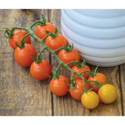Zuckertomate, Orange