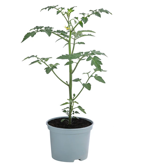 Zuckertomate, Orange 4 Zuckertomate, Orange – Bild 2