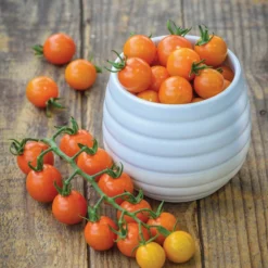 Zuckertomate, Orange 10 Zuckertomate, Orange -Angebote Biohort Store 8830101 WE MO 002 Zuckertomate