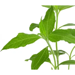 Topinambur -Angebote Biohort Store 8830184 WE DE 001 Topinambur