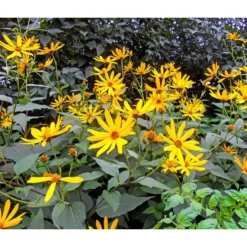 Topinambur -Angebote Biohort Store 8830184 WE MO 001 Topinambur