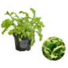 Bio Wasabi Rauke Im Pottburri®-Topf 2 Bio Wasabi Rauke Im Pottburri®-Topf -Angebote Biohort Store 8830291 WE FS 001 BioPBWasabiRaukePottburri DehnerExpresssHerzig
