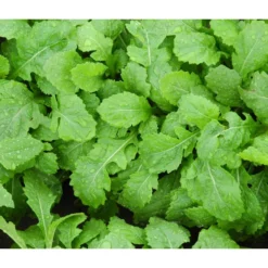 Bio Wasabi Rauke Im Pottburri®-Topf -Angebote Biohort Store 8830291 WE FS 003 BioPBWasabiRauke
