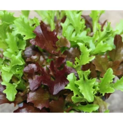 Bio Schnittsalat Im Pottburri®-Topf -Angebote Biohort Store 8830309 WE FS 001 BioPBSchnittsalat