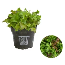 Bio Schnittsalat Im Pottburri®-Topf