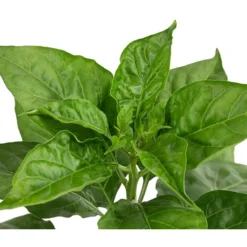 Chili 'Habanero', Rot 11 Chili 'Habanero', Rot -Angebote Biohort Store 8830333 WE DE 002 ChiliHabaneroRot