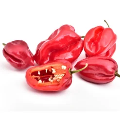 Chili 'Habanero', Rot 9 Chili 'Habanero', Rot -Angebote Biohort Store 8830333 WE FS 001 ChiliHabaneroRot