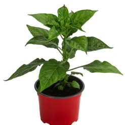 Chili 'Habanero', Rot 8 Chili 'Habanero', Rot -Angebote Biohort Store 8830333 WE FS 002 ChiliHabaneroRot