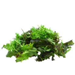 Bio Asia Wildkräuter Im Pottburri®-Topf -Angebote Biohort Store 8830473 WE DE 002 BioPBAsiaWildkraeuter